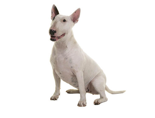 Pitbull terijer sales